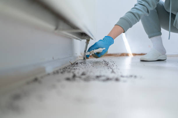 Best Wasp Removal Services  in Darlington, SC
